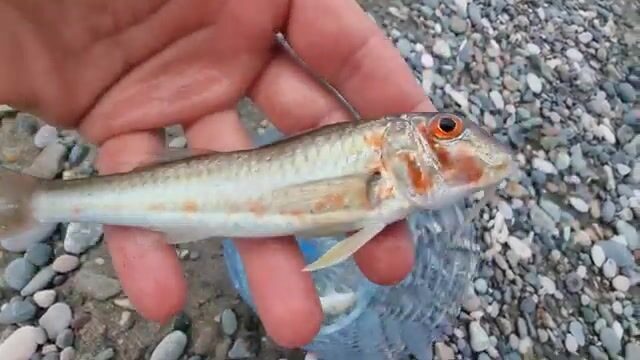 Естественная наживка для береговой рыбалки на Черном море
