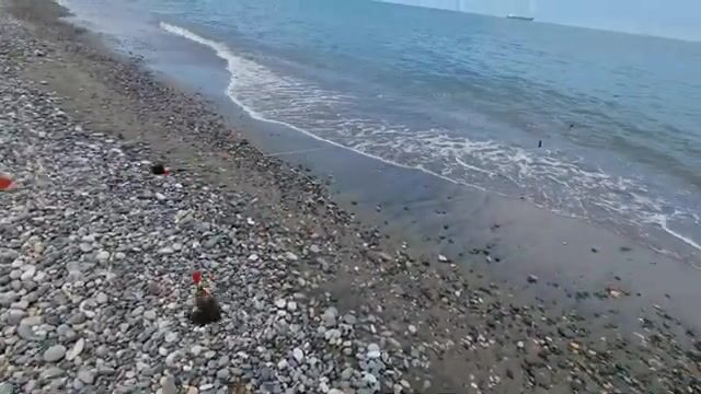 Естественная наживка для береговой рыбалки на Черном море