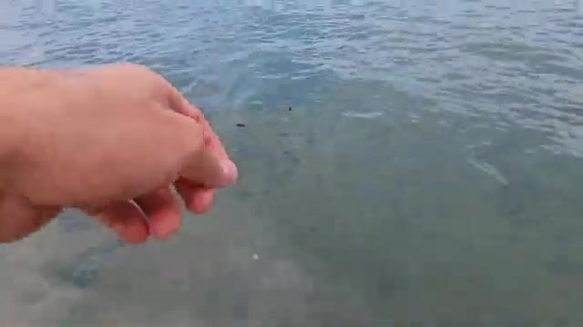 Естественная наживка для береговой рыбалки на Черном море