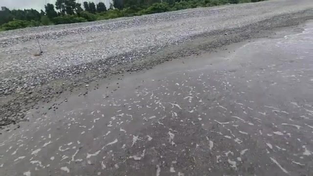 Естественная наживка для береговой рыбалки на Черном море