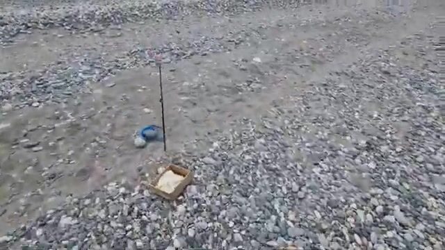 Естественная наживка для береговой рыбалки на Черном море