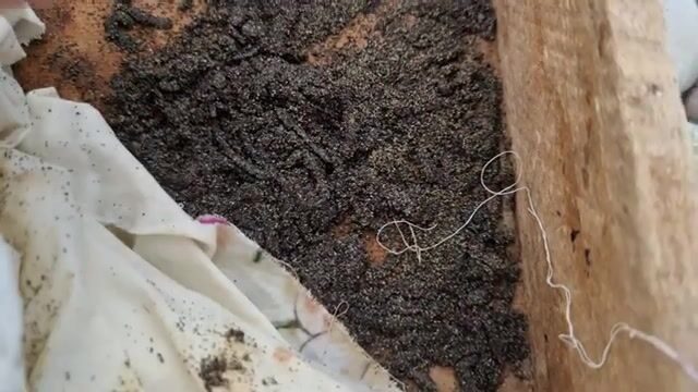 Естественная наживка для береговой рыбалки на Черном море