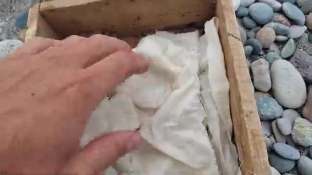 Естественная наживка для береговой рыбалки на Черном море