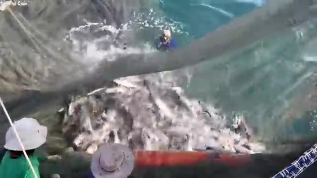Ручная переборка крупной морской рыбы после обкидной сети у Хон-Чуой