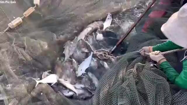 Ручная переборка крупной морской рыбы после обкидной сети у Хон-Чуой