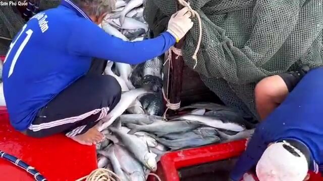 Ручная переборка крупной морской рыбы после обкидной сети у Хон-Чуой