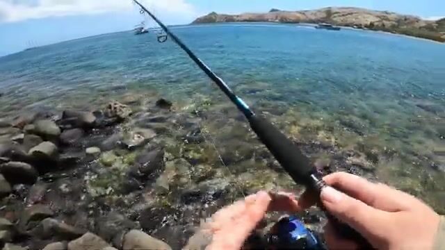Барракуда у Сент-Китса откусила хвост у приманки и ушла