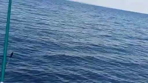 Ловля бычков и морского конька на старой пристани в Тамани