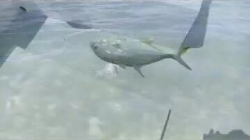 Маврикий и границы морского парка Блу-Бей
