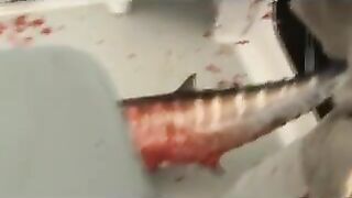Троллинговые маршруты вокруг атолла Дезрош на Сейшелах