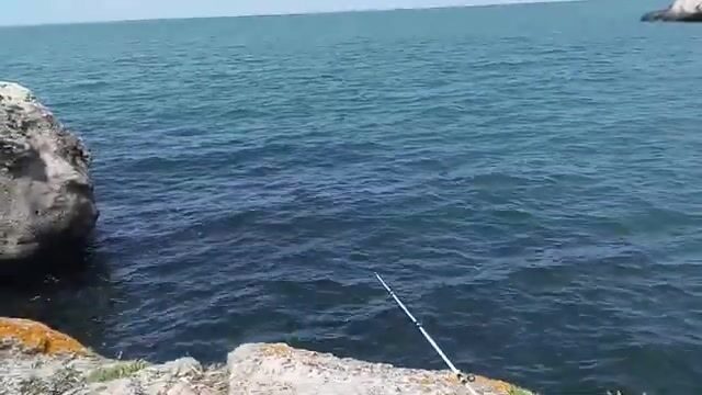 Бычок на куриные сердечки у Мысового на Азовском море