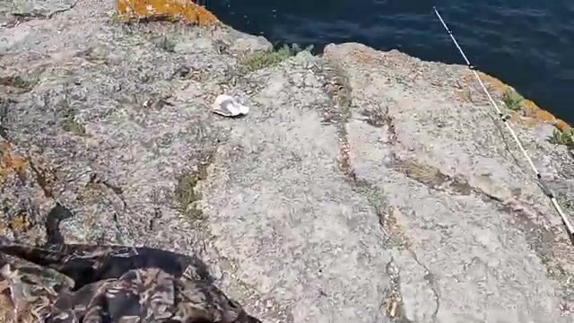 Бычок на куриные сердечки у Мысового на Азовском море