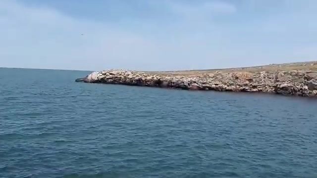Бычок на куриные сердечки у Мысового на Азовском море