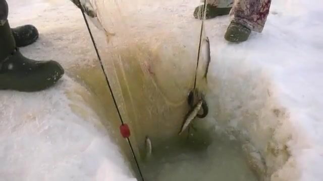 Проверка рюжи и сетей в Байдарацкой губе