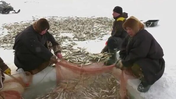 Проверка рюжи и сетей в Байдарацкой губе