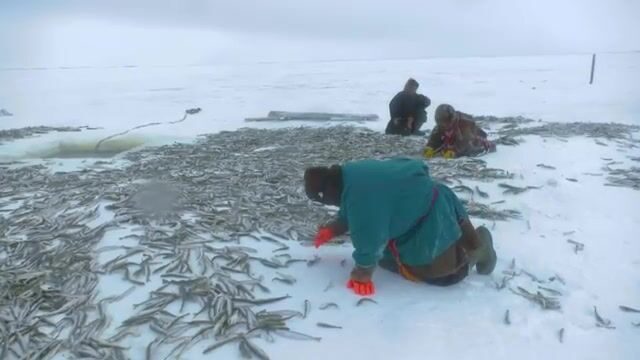 Проверка рюжи и сетей в Байдарацкой губе