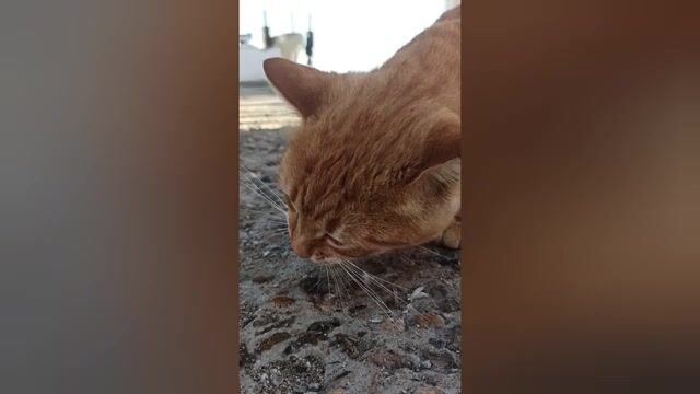 Подъем сети с барабулькой и карасем у берега Шепси