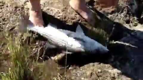 В Шанхае Вейсон берёт ещё одного полосатого окуня