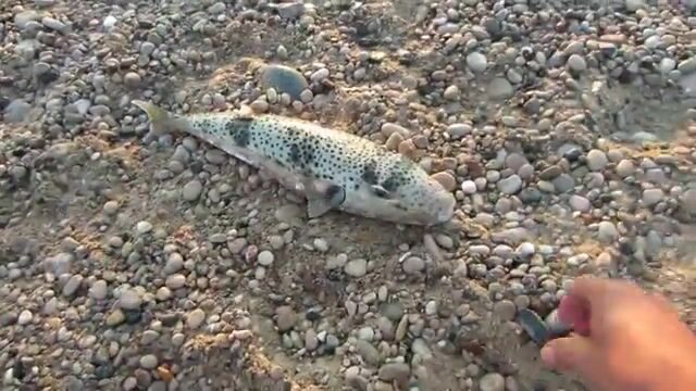 Морская программа для гостей Текировы с выходом из марины Кемера
