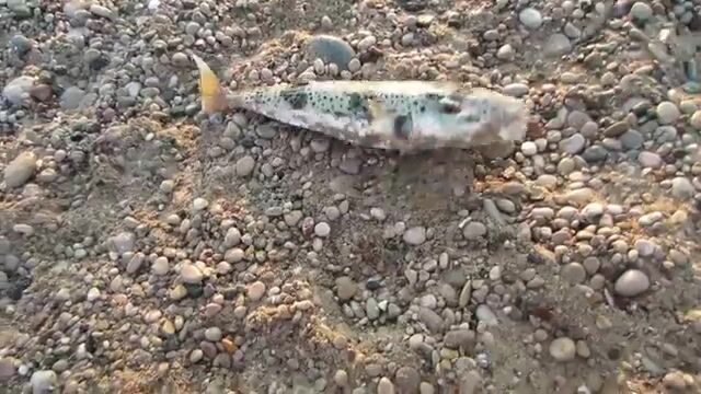 Морская программа для гостей Текировы с выходом из марины Кемера
