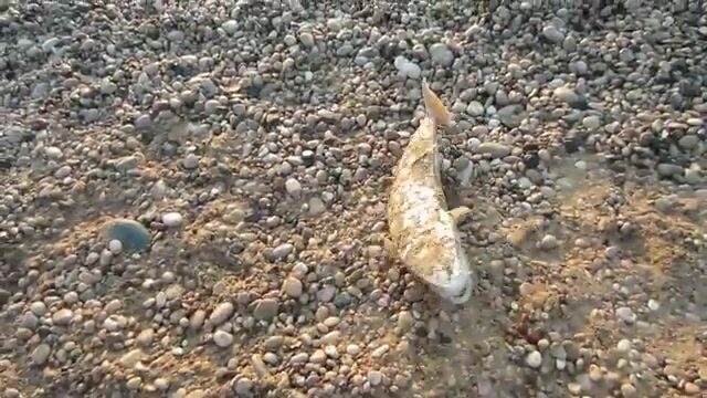 Морская программа для гостей Текировы с выходом из марины Кемера