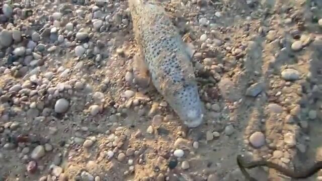 Морская программа для гостей Текировы с выходом из марины Кемера