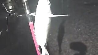 Ночная встреча рыболовов у Текировы и выпуск двух маленьких рыб