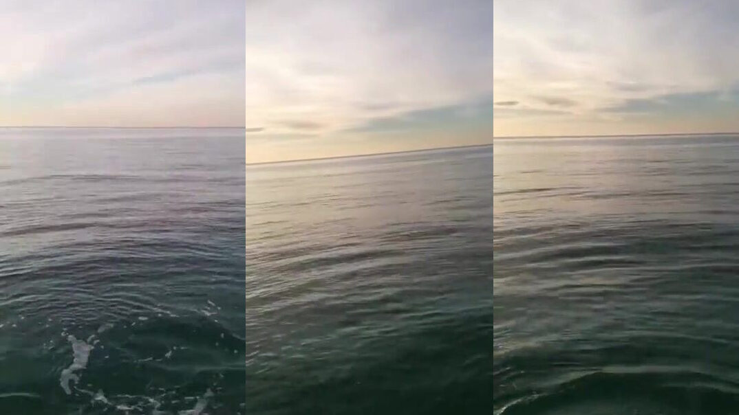 Огромная стая кефали у поверхности моря в Гудауте