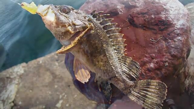 Морская рыбалка в Джубге на зеленушку и ерша