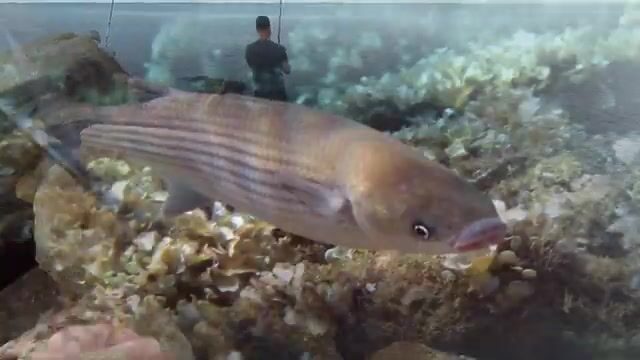 Морская рыбалка в Джубге на зеленушку и ерша