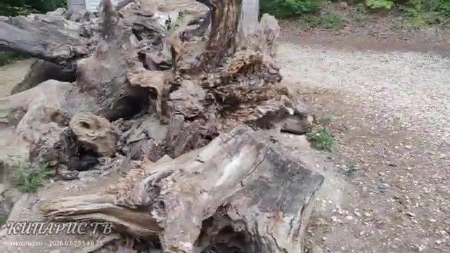 Голодные карпы и граница округов на озере Сукко