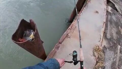 Восемь крупных бычков на вареную креветку у причала Гаркуши