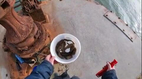 Восемь крупных бычков на вареную креветку у причала Гаркуши