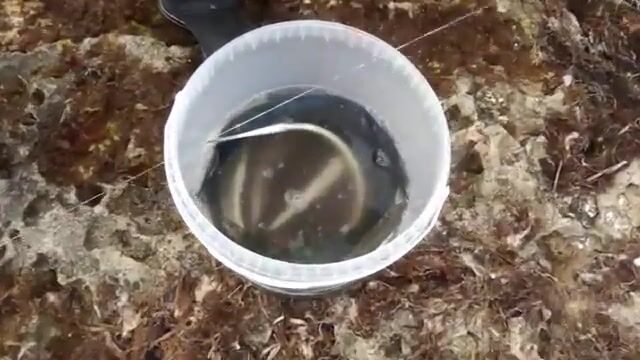 Сарган без клюва попался в Черноморском