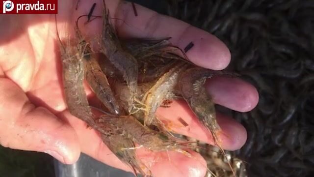 Досмотр моторной лодки у косы Чушка в Тамани
