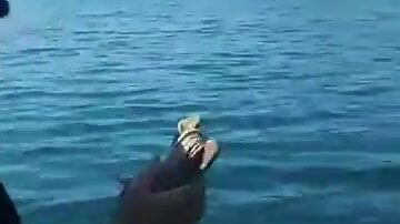 Ловим минтая на голые крючки у Ливадии вдвоем