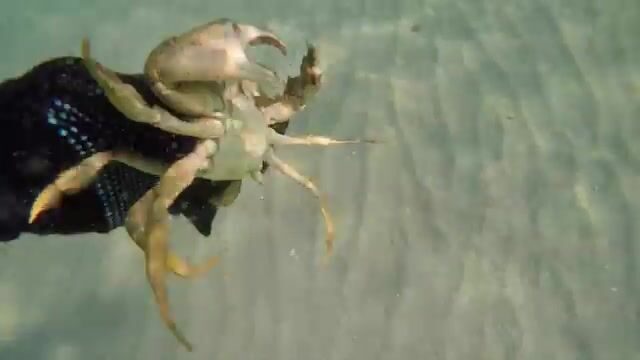 Подводная встреча с крабами на песке и ракушечнике у Оленевки