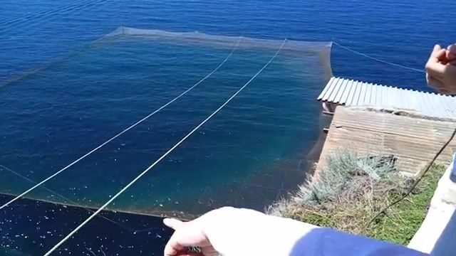 Наблюдение за выборкой сети у Оленевки