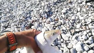 Кефаль на Коньяалты в Анталье порадовала друзей