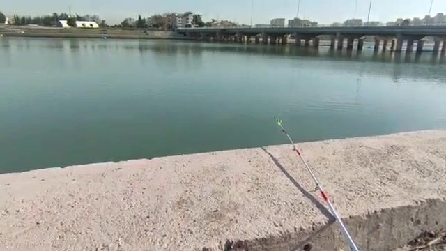 Золотистый угорь попался на речке у Коньяалты