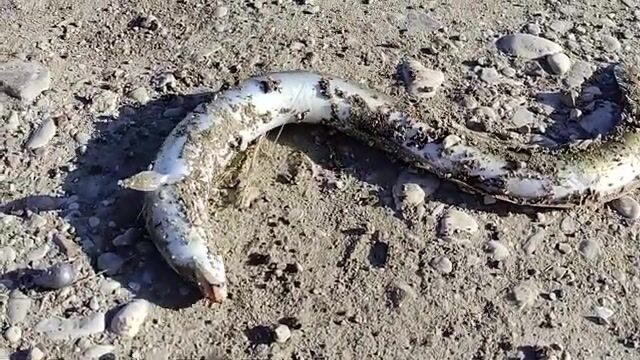 Золотистый угорь попался на речке у Коньяалты