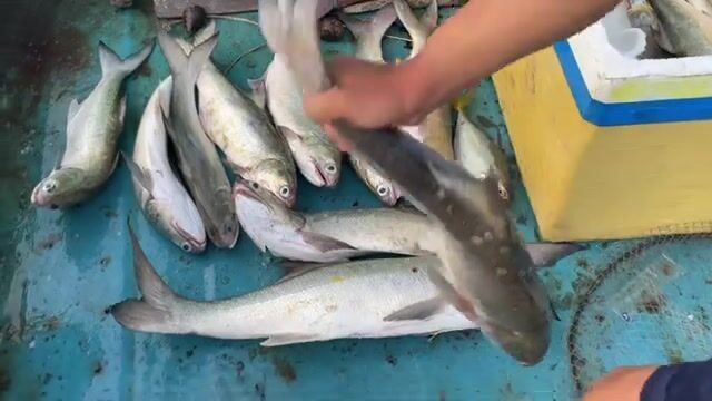 Джиговая ловля в море у Вунгтау с тремя товарищами