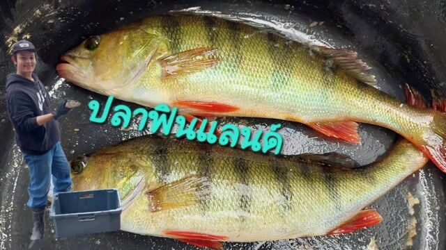 Три окуня и пустая верша на рыбалке в Финляндии