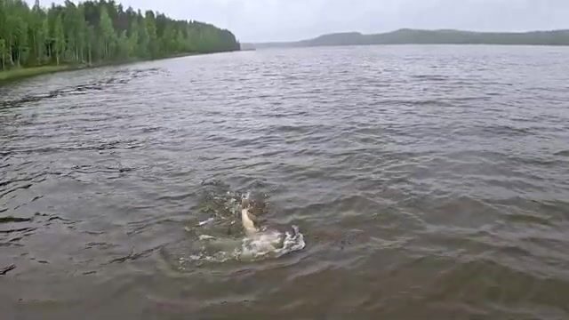 Коттедж на Кюмиоки с отдельной береговой сауной и лодкой в аренде