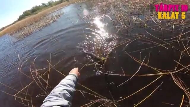 Осенняя щука с берега в Финляндии