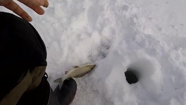 Апрельский выезд за хариусом в Архангельской области