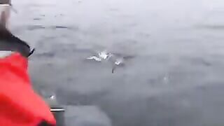 Онежское озеро и лабиринт Кижских шхер в Заонежье