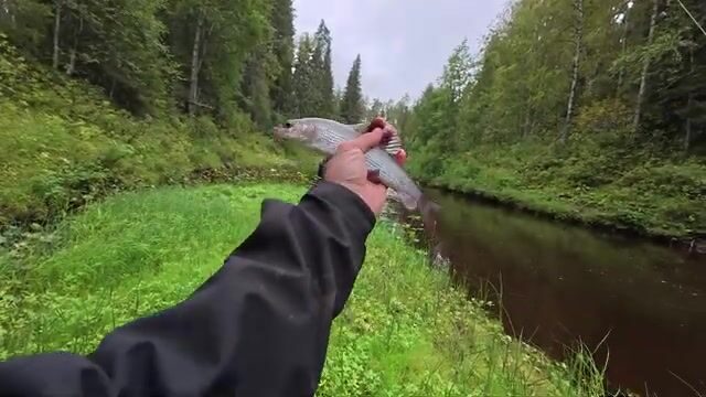 Водометная экспедиция по таежной реке Архангельской области