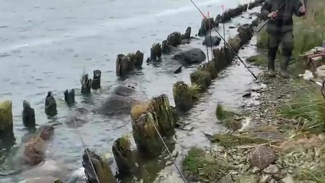 Ловля рыбца и подлещика втроем на островах морского канала Калининграда