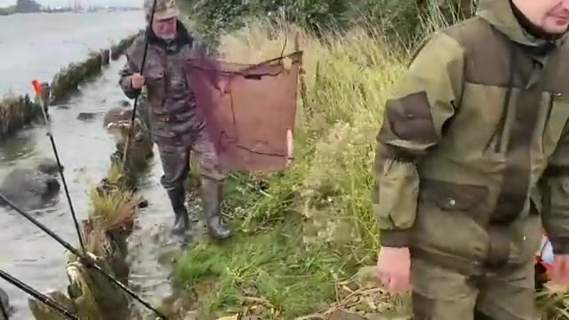 Ловля рыбца и подлещика втроем на островах морского канала Калининграда